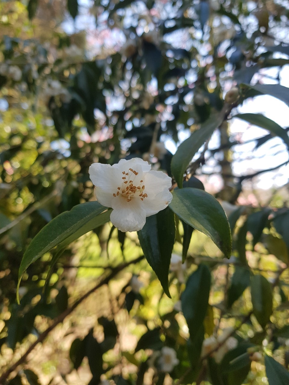 C. cuspidata 